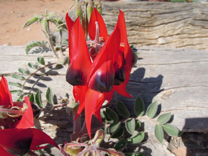 desertpea_4-3